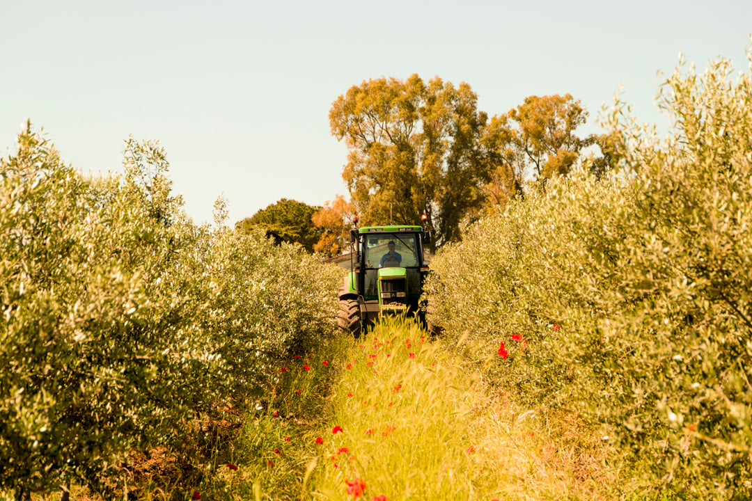 un trattore in mezzo a due filari di piante di ulivo in una giornata molto luminosa