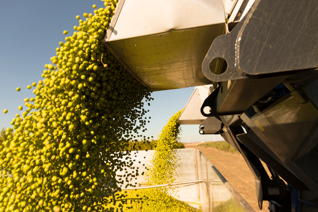 Svuotamento di olive appena raccolte in un cassone