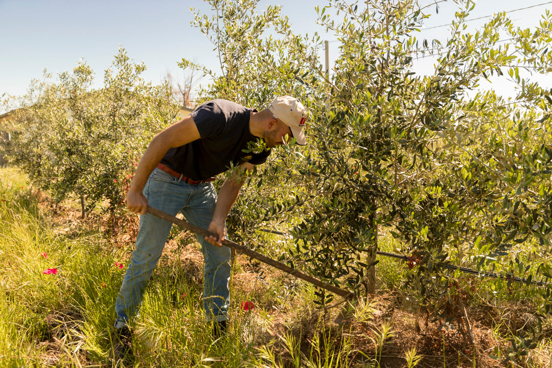 un giovane agricoltore atto a zappare un filare di alberi d'ulivo
